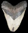Heavy, Megalodon Tooth - North Carolina #49502-1
